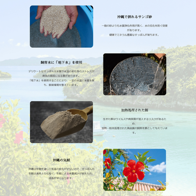 琉球 美・すっぽんぜりー マンゴー風味