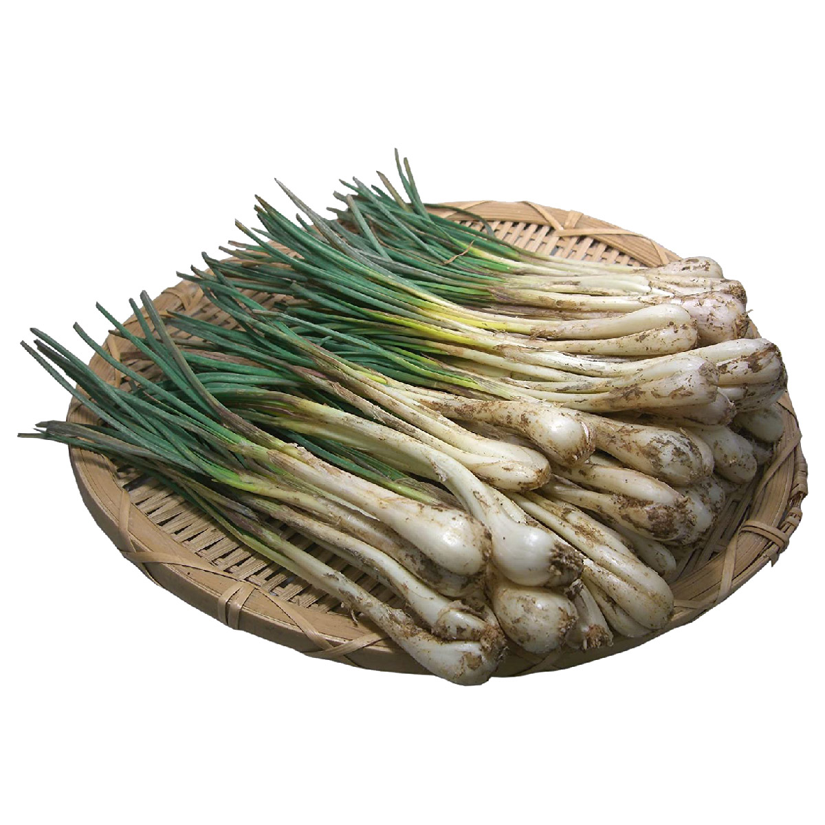 ★2025年の出荷は終了しました★ 【送料無料】沖縄県産 島らっきょう １ｋｇ （500gｘ２束） ※日時指定・同梱不可