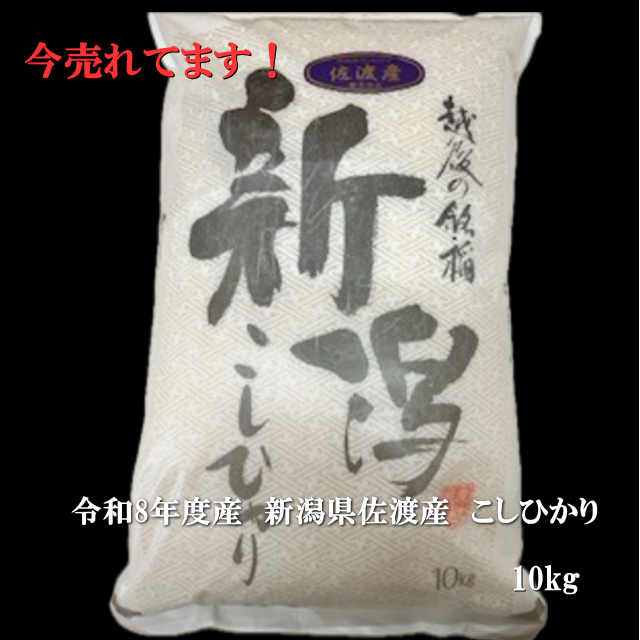 おススメです!令和8年度産 新米 佐渡産 コシヒカリ 10kg 特別栽培低温工法米【精米】