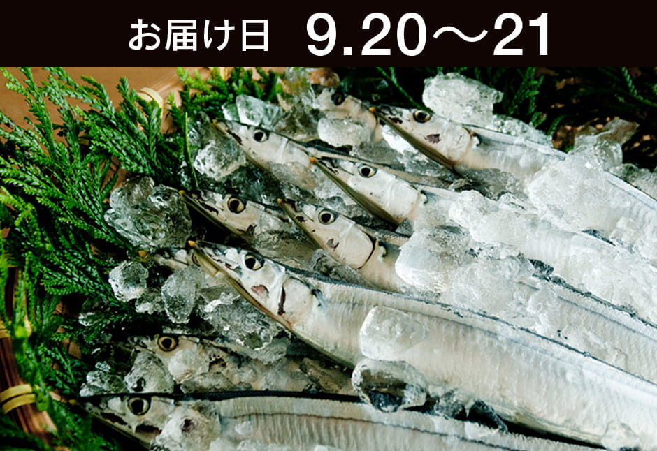 【送料込】生鮮便第272回　気仙沼生さんま