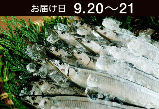 【送料込】生鮮便第272回　気仙沼生さんま