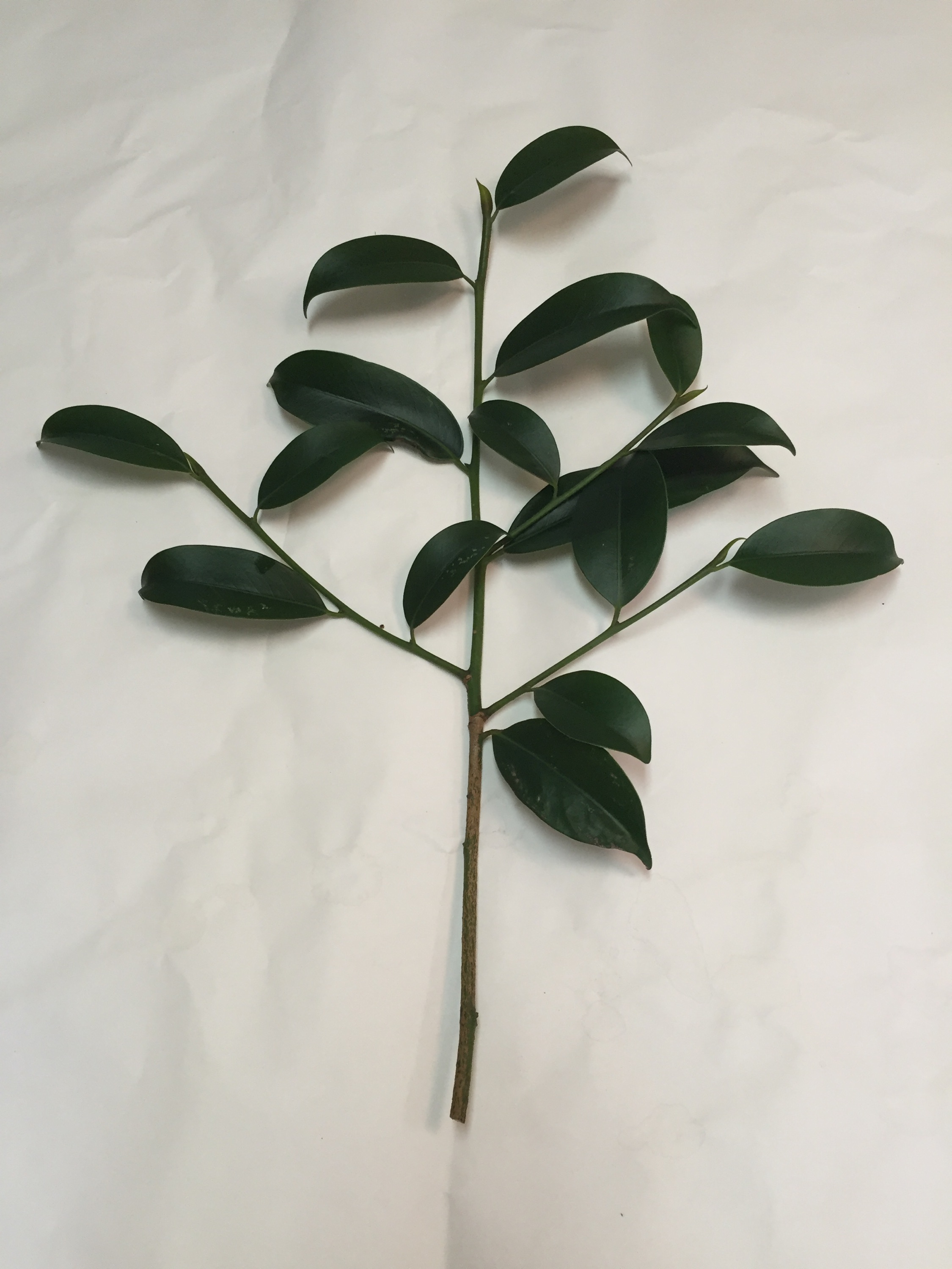 神社様用　玉串用本榊　 (35cm)　5本セット