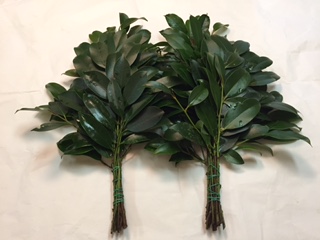 京都府産　無農薬　天然　本榊（ほんさかき）　オーダー窓口 京都府産 無農薬 天然 本榊（ほんさかき） オーダー窓口 国産のお榊