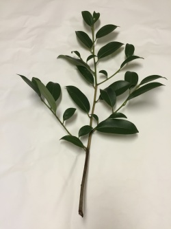 神社様用　玉串用本榊 (50cm)　50本  セット