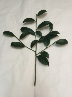 神社様用　玉串用本榊　 (35cm)　5本セット