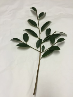 神社様用　玉串用本榊 (50cm) 30本  セット