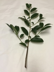 神社様用　玉串用本榊 (50cm)　50本  セット