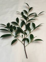 神社様用　玉串用本榊　 (60cm)　5本セット