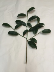 神社様用　玉串用本榊　 (35cm)　5本セット