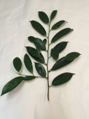 神社様用　玉串用本榊　 (35cm)　10本セット