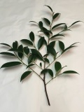 神社様用　玉串用本榊　 (60cm)　5本セット