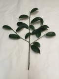 神社様用　玉串用本榊　 (35cm)　5本セット