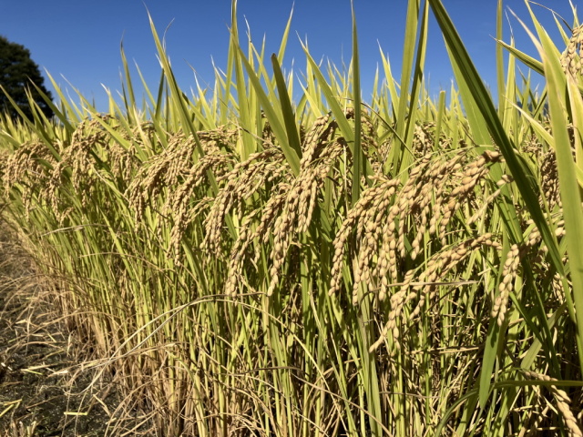 新米令和6年長野県産 風さやか 玄米10kg×2袋20kg 美味しいお  