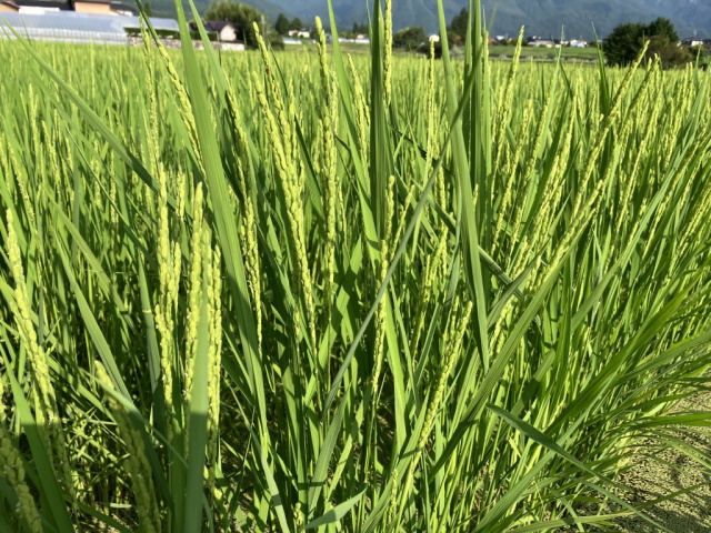令和6年長野県産新米 ミルキークイーン炊飯食味値91点極上白米