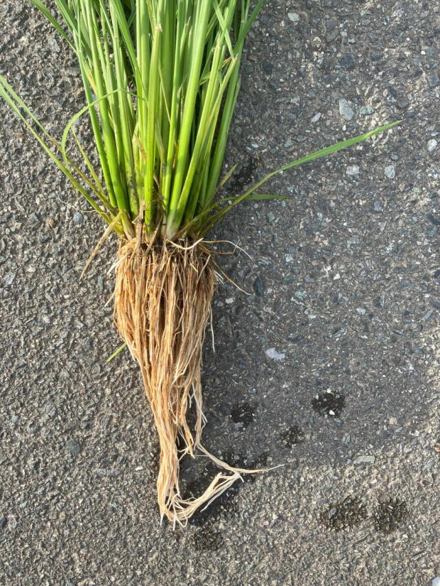 ミルキークイーン白い根