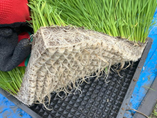 令和6年長野県産新米 風さやか 玄米10kg 美味しいお米 農家直送 送料