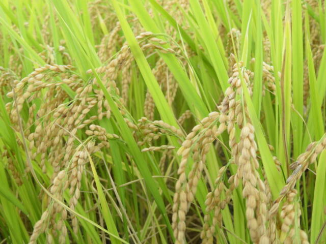 25風さやか稲穂