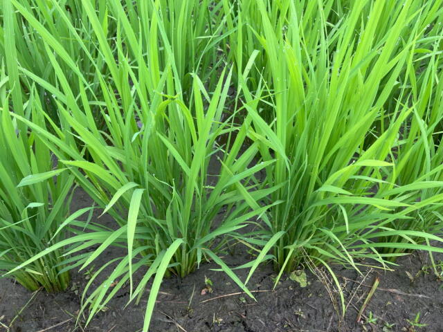 25風さやか稲姿1