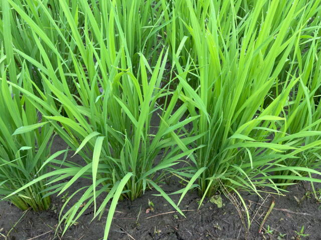 新米令和7年長野県産 風さやか 白米9kg 美味しいお米 農家直送 送料
