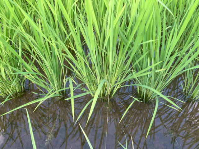 ミルキークイーン稲姿ミルキークイーン1