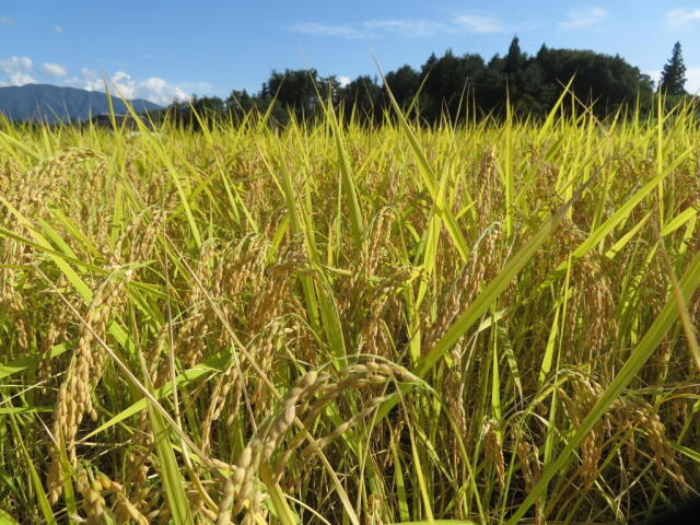 ゆうだい稲穂