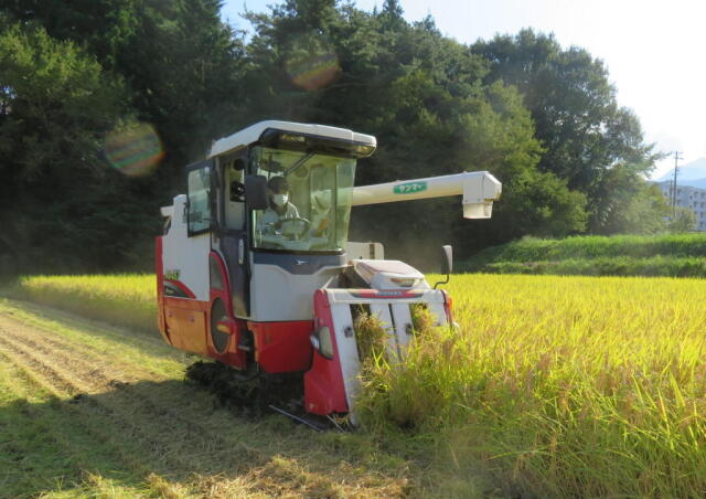 ゆうだい稲刈り