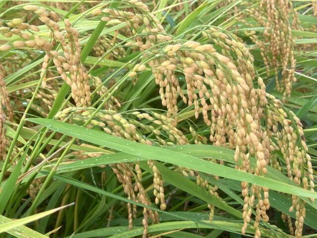 25ゆうだい稲姿