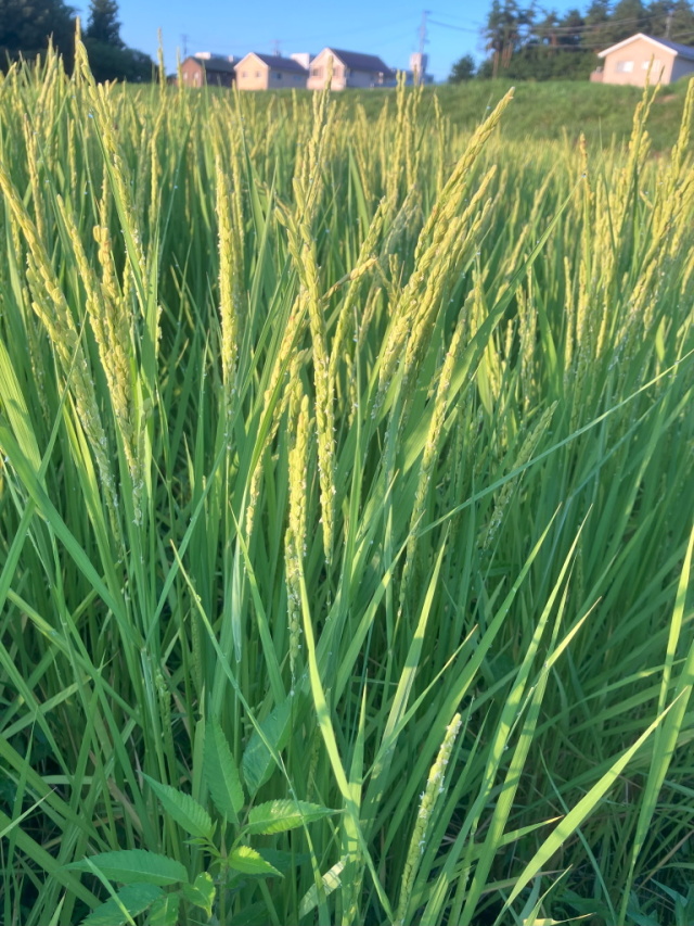 ゆうだい21稲姿