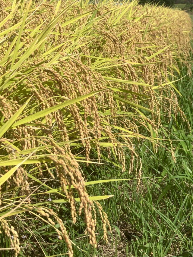 25有ミル稲穂