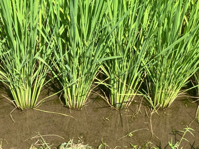 25ゆうミル稲姿