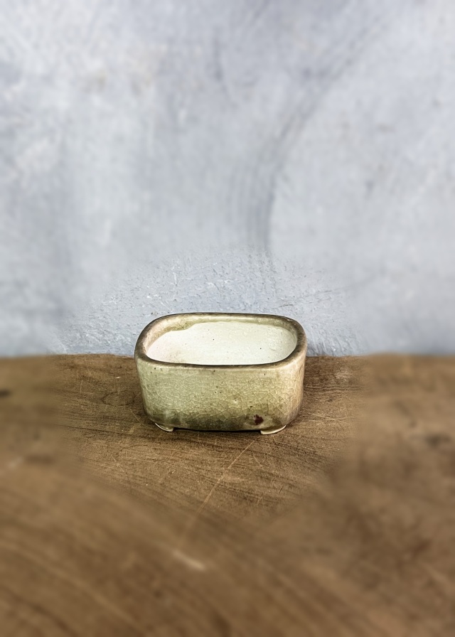 豆盆栽鉢　今岡町直作　