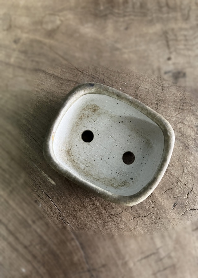 豆盆栽鉢　今岡町直作　