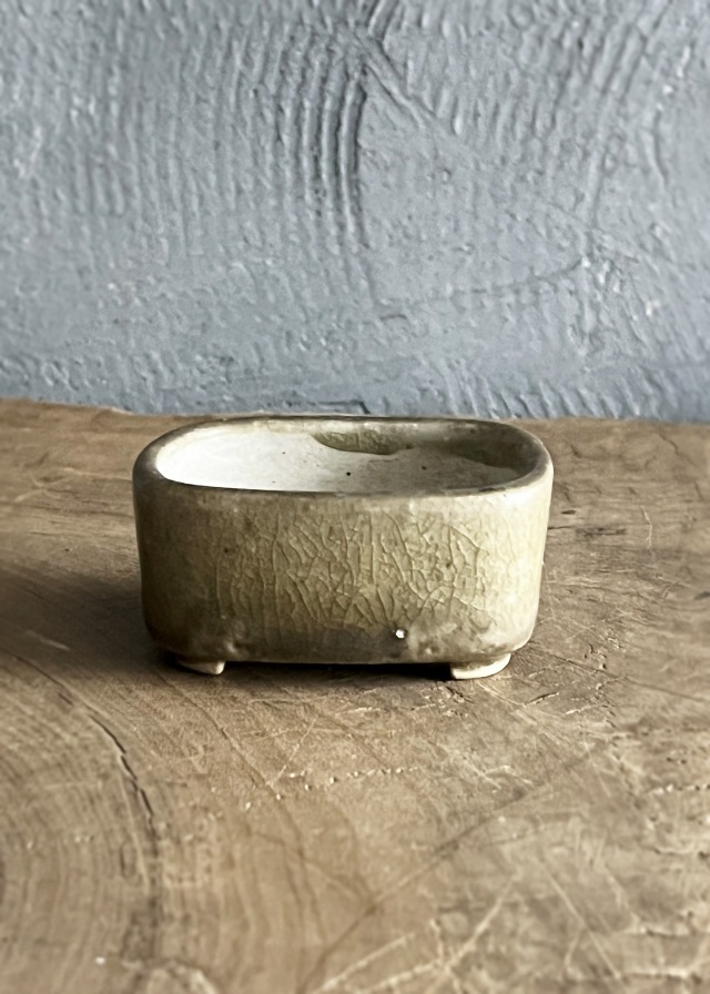 豆盆栽鉢　今岡町直作　