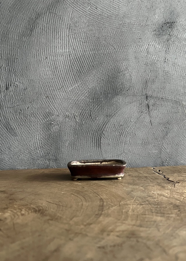 豆盆栽鉢　辰砂　今岡町直作