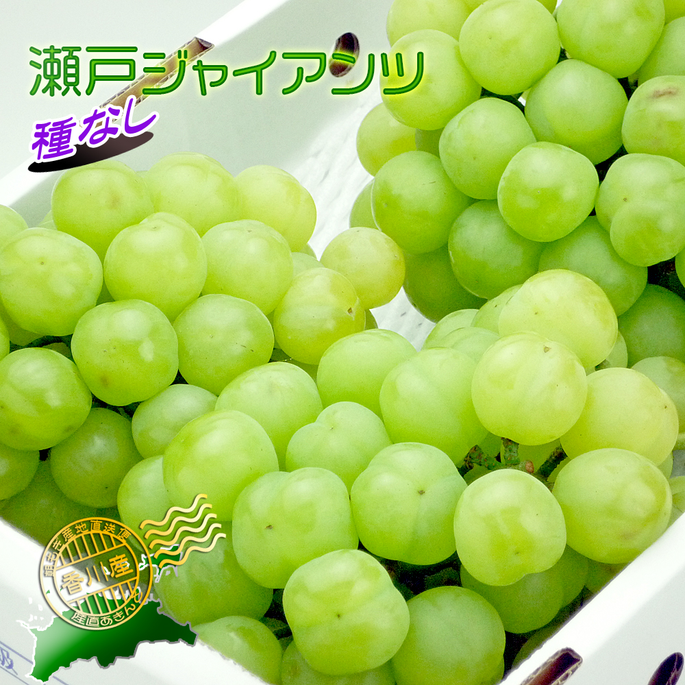 香川産の瀬戸ジャイアンツの販売店