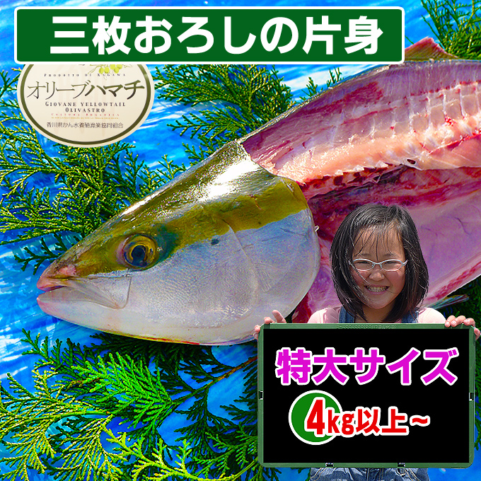 オリーブハマチの通販/香川県　お取り寄せ