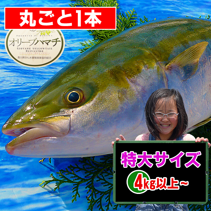 香川県産　オリーブハマチの値段/販売/通販/鮮魚店