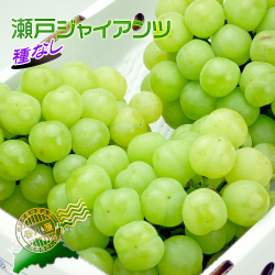 香川産の瀬戸ジャイアンツの販売店