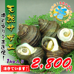 活サザエの通販。お取り寄せサイト。