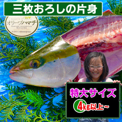 オリーブハマチの通販/香川県　お取り寄せ