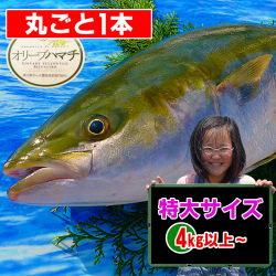 香川県産　オリーブハマチの値段/販売/通販/鮮魚店