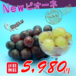 香川産のニューピオーネのお取り寄せ便2kgセット/通販/ふるさと納税/販売店