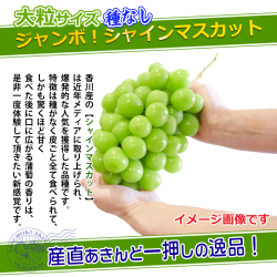 香川県産特選シャインマスカットの通販/販売店/お取り寄せ