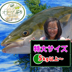 香川産オリーブ鰤【ブリ】