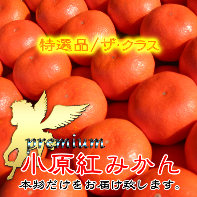 みかん 小原紅早生みかんの通販/販売店。新鮮市場【産直あきんど】
