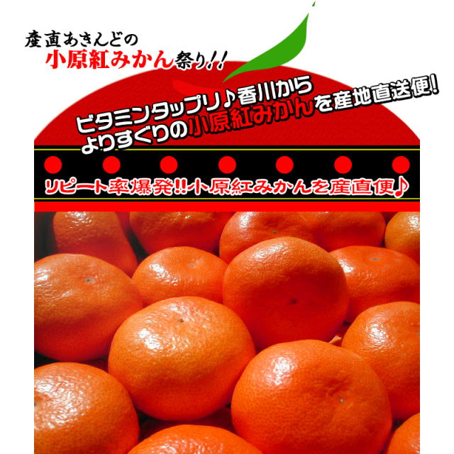 小原紅早生みかんの通販/販売店。新鮮市場【産直あきんど】