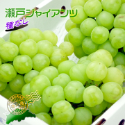 香川産の瀬戸ジャイアンツの販売店