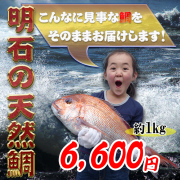 鯛の通販　鯛の販売お歳暮、ギフト、お取り寄せ