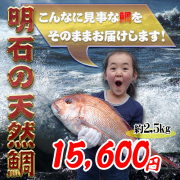 鯛の通販鯛めしお取り寄せ