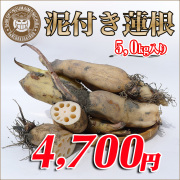 ［徳島産］朝掘り！泥付きれんこん5.0kgセット！